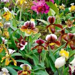 Prendre soin de son orchidée dans les normes